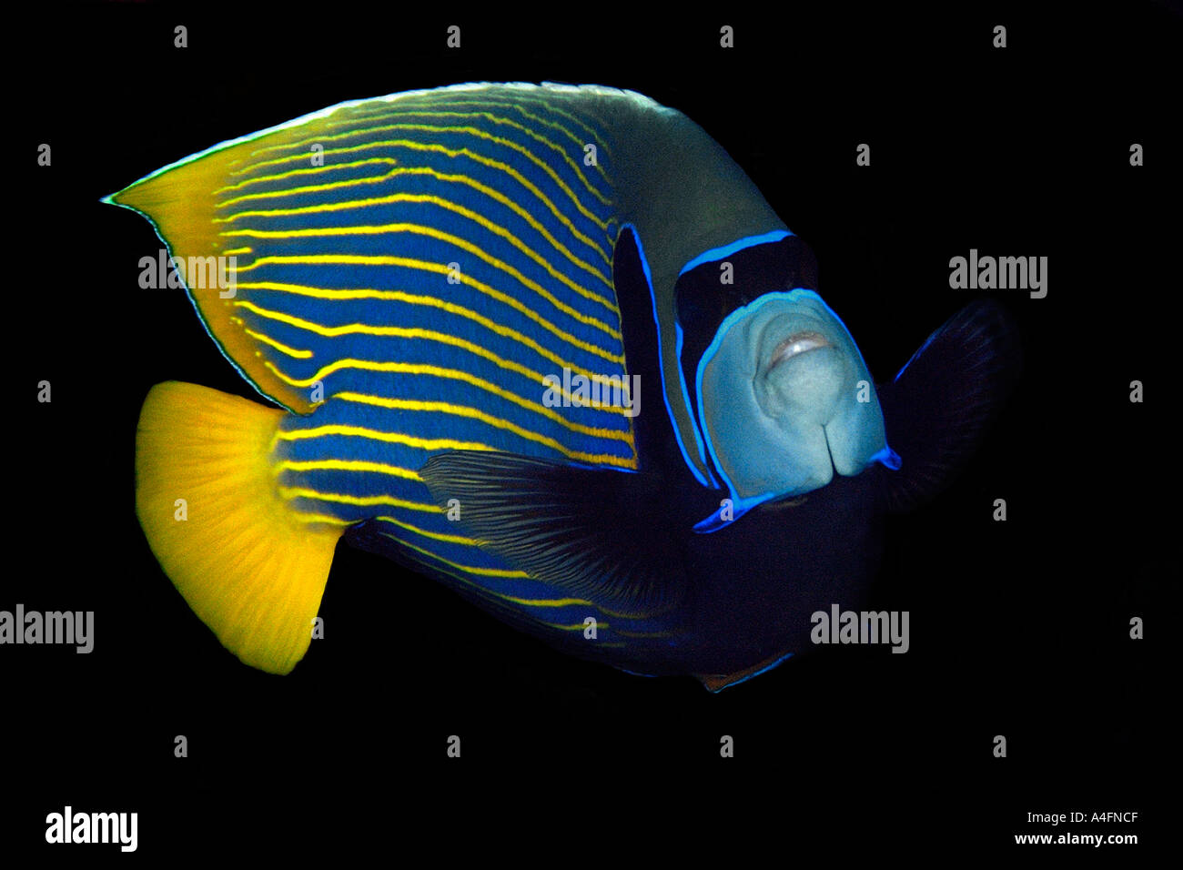 Emperor angelfish Pomacanthus imperator Namu atoll Marshall Islands N Pacific Stock Photo