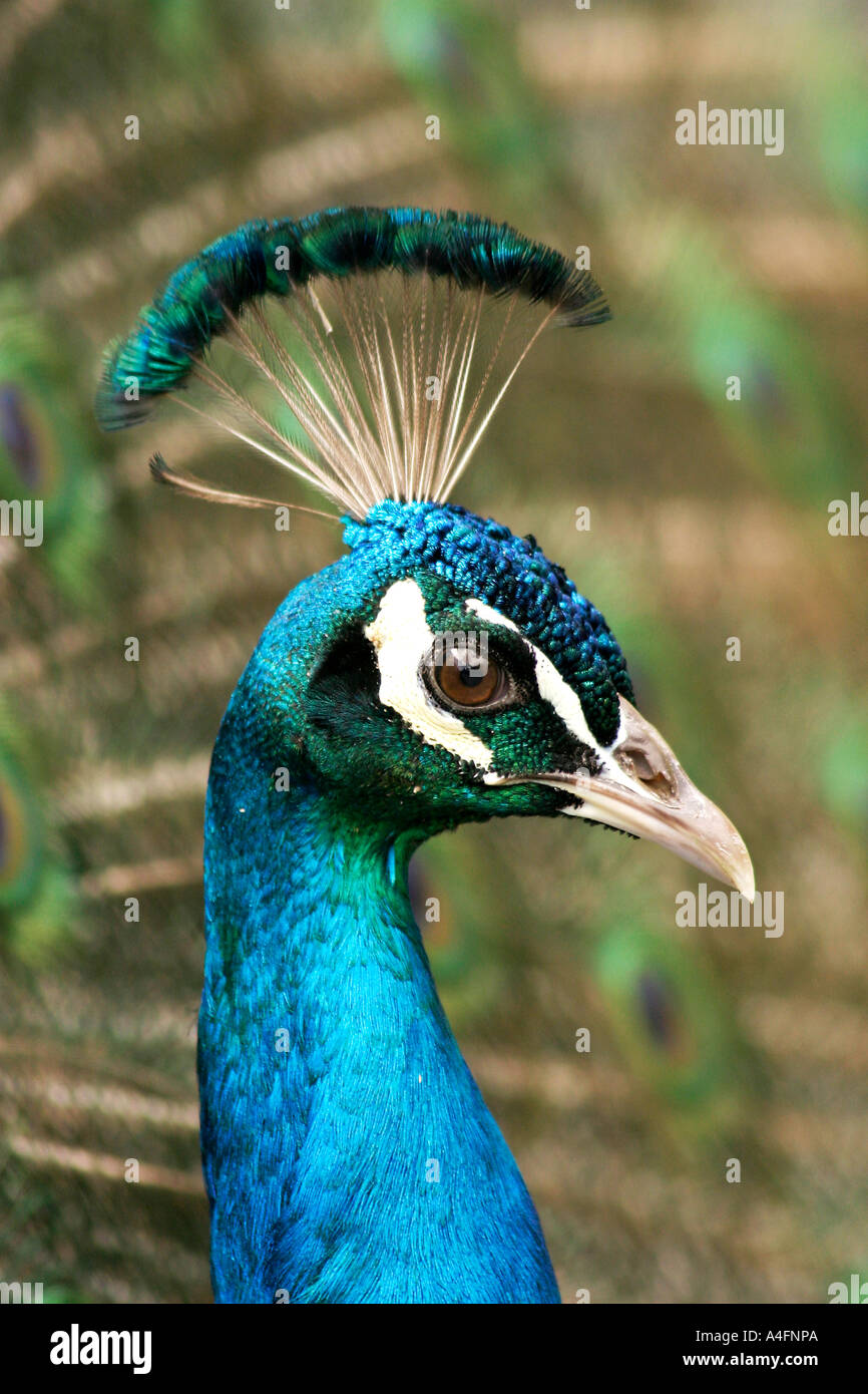 Peacock bird australia colour nature color portrait peacock hires