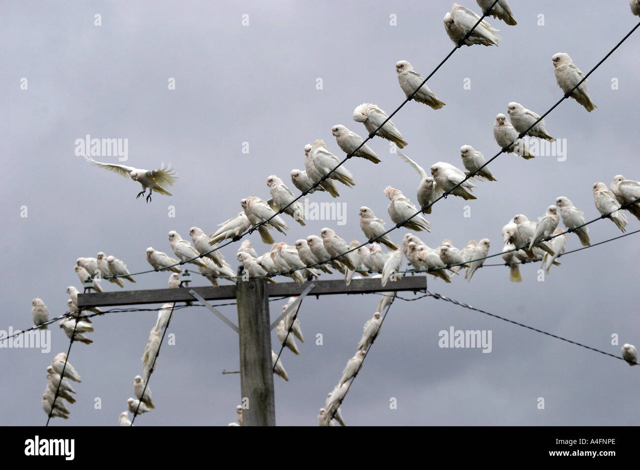 birds on the wire Stock Photo Alamy