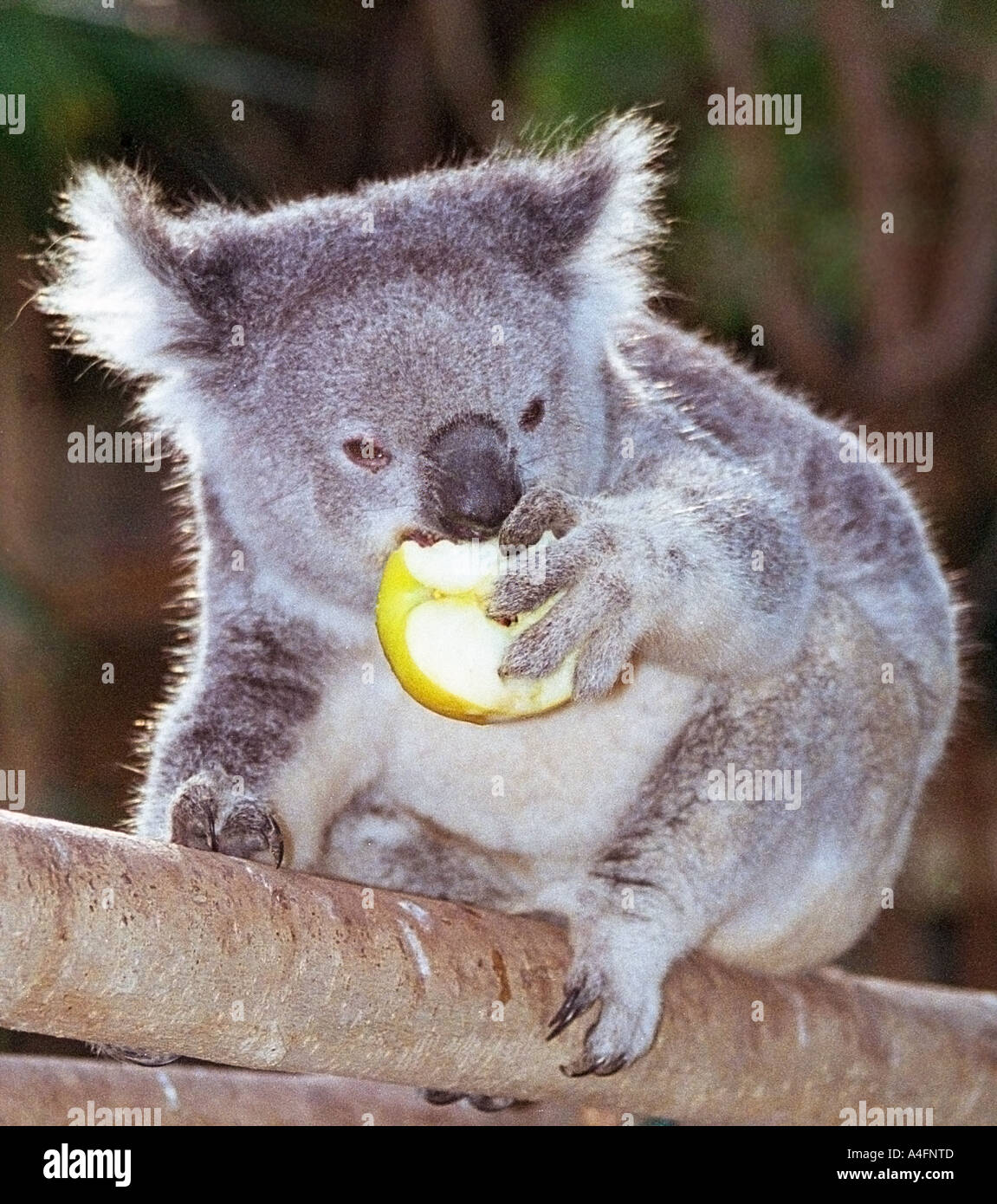 Koalas Eating Eucalyptus Stock Photos & Koalas Eating Eucalyptus Stock