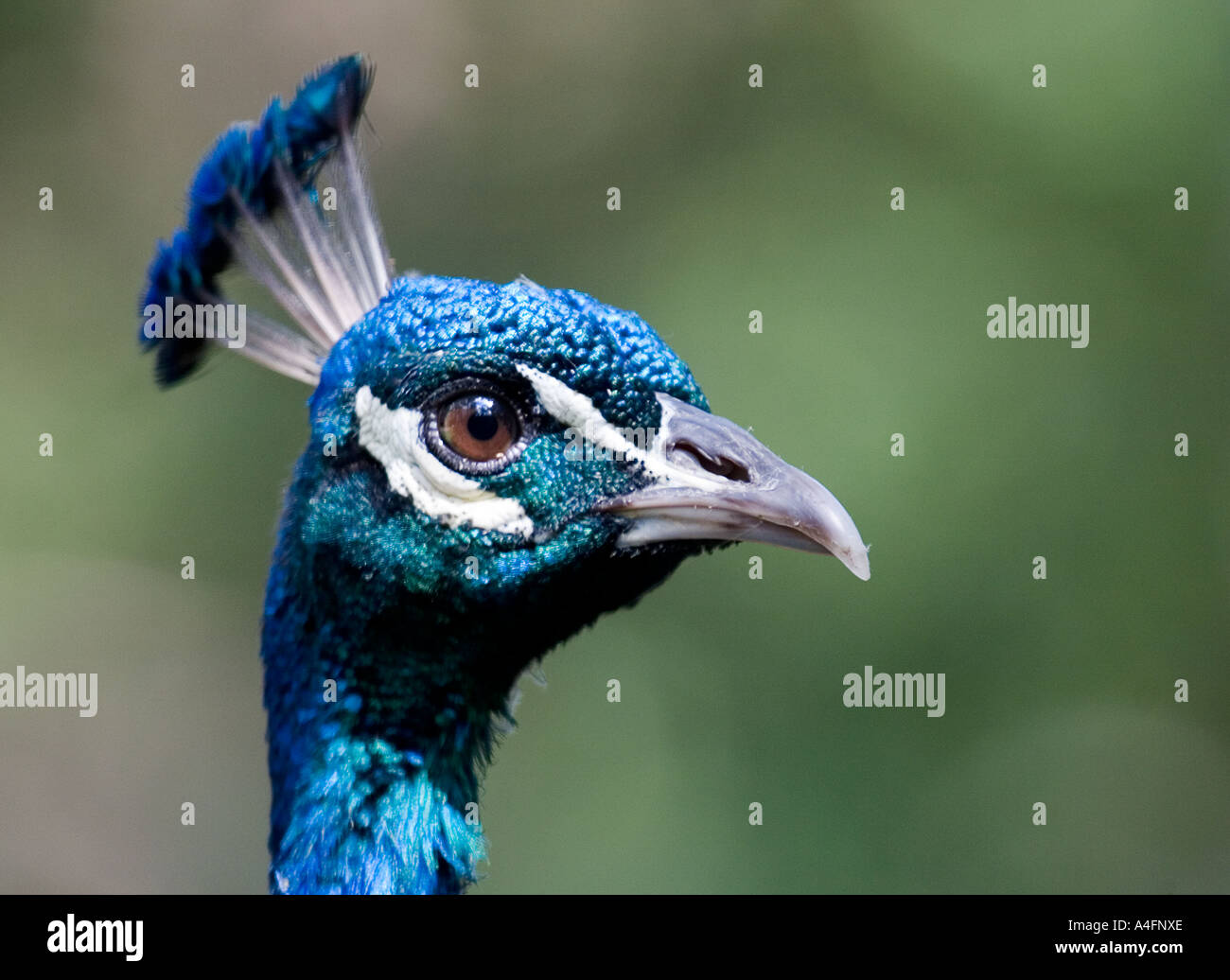 Peacock head hi-res stock photography and images - Alamy