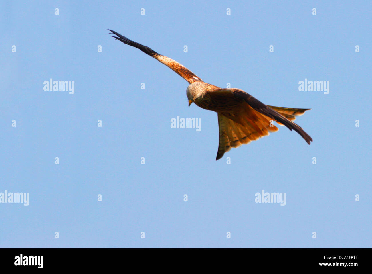 'Red Kite' Milvus milvus soars through blue skies in sunshine at Gigrin Farm Rhyader Powys Wales Cymru UK United Kingdom GB Stock Photo