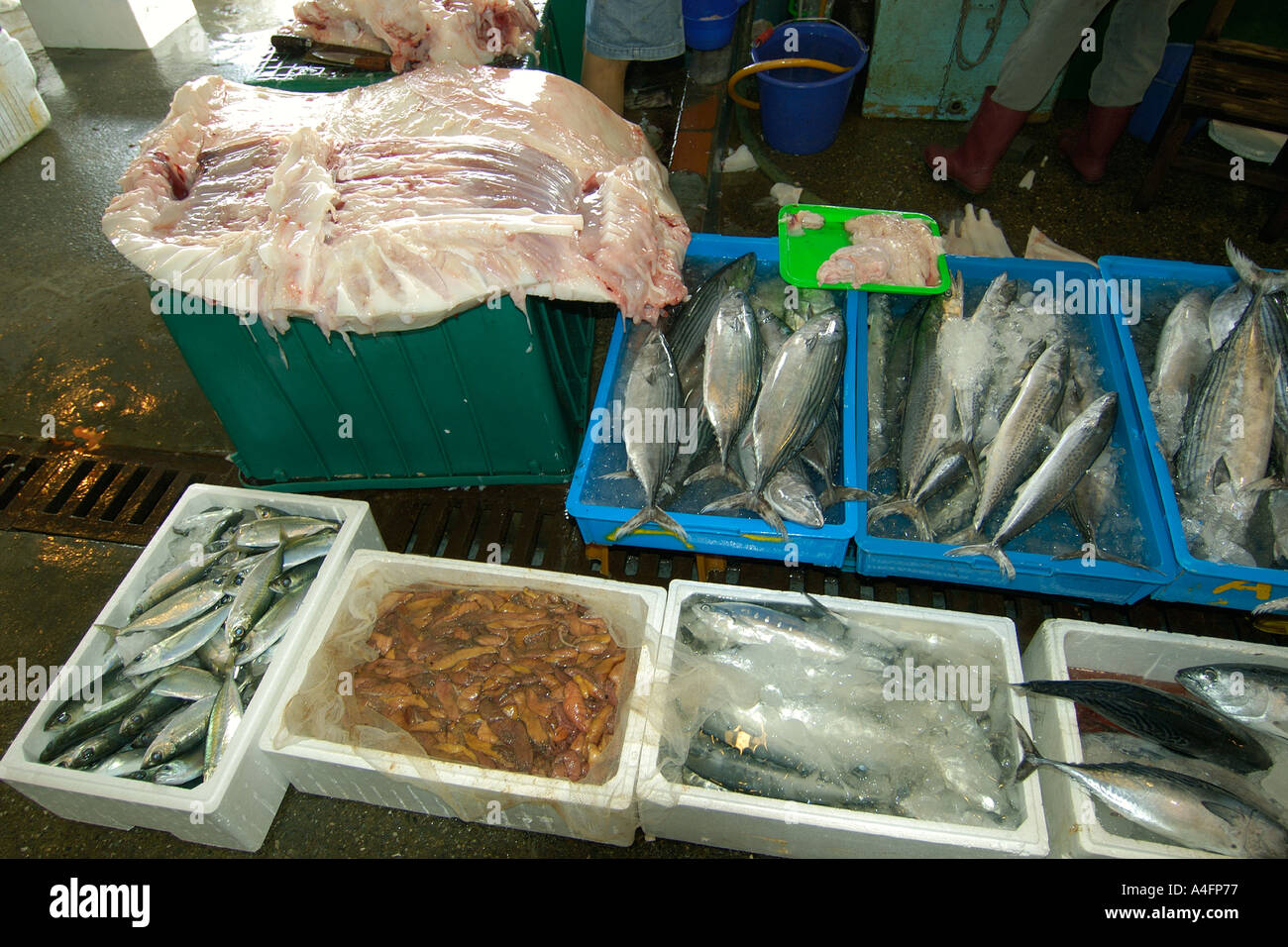 Seafood including whale shark meat tofu shark Nanfang ao fish market