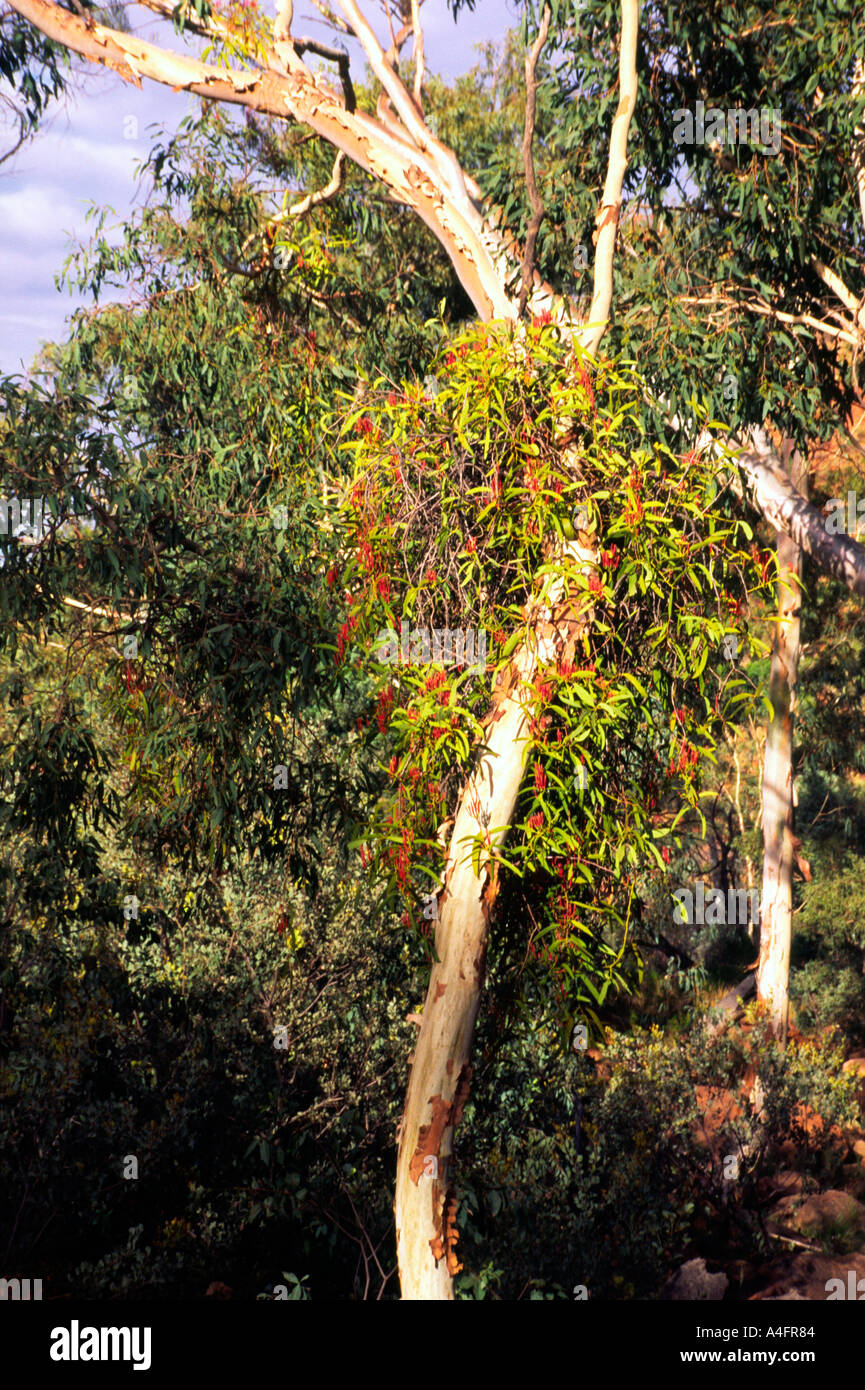 Mistletoe Amyema sp in King s Creek canyon Watarrka National Park Stock Photo