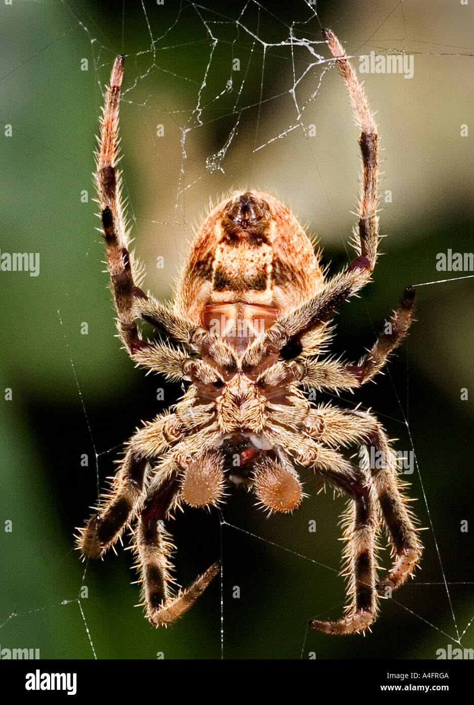 Australian Spider Images – Browse 53 Stock Photos, Vectors, and Video