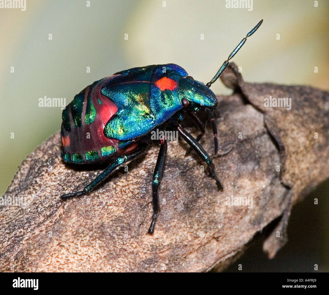 harlequin beetle on pod nature Stock Photo - Alamy
