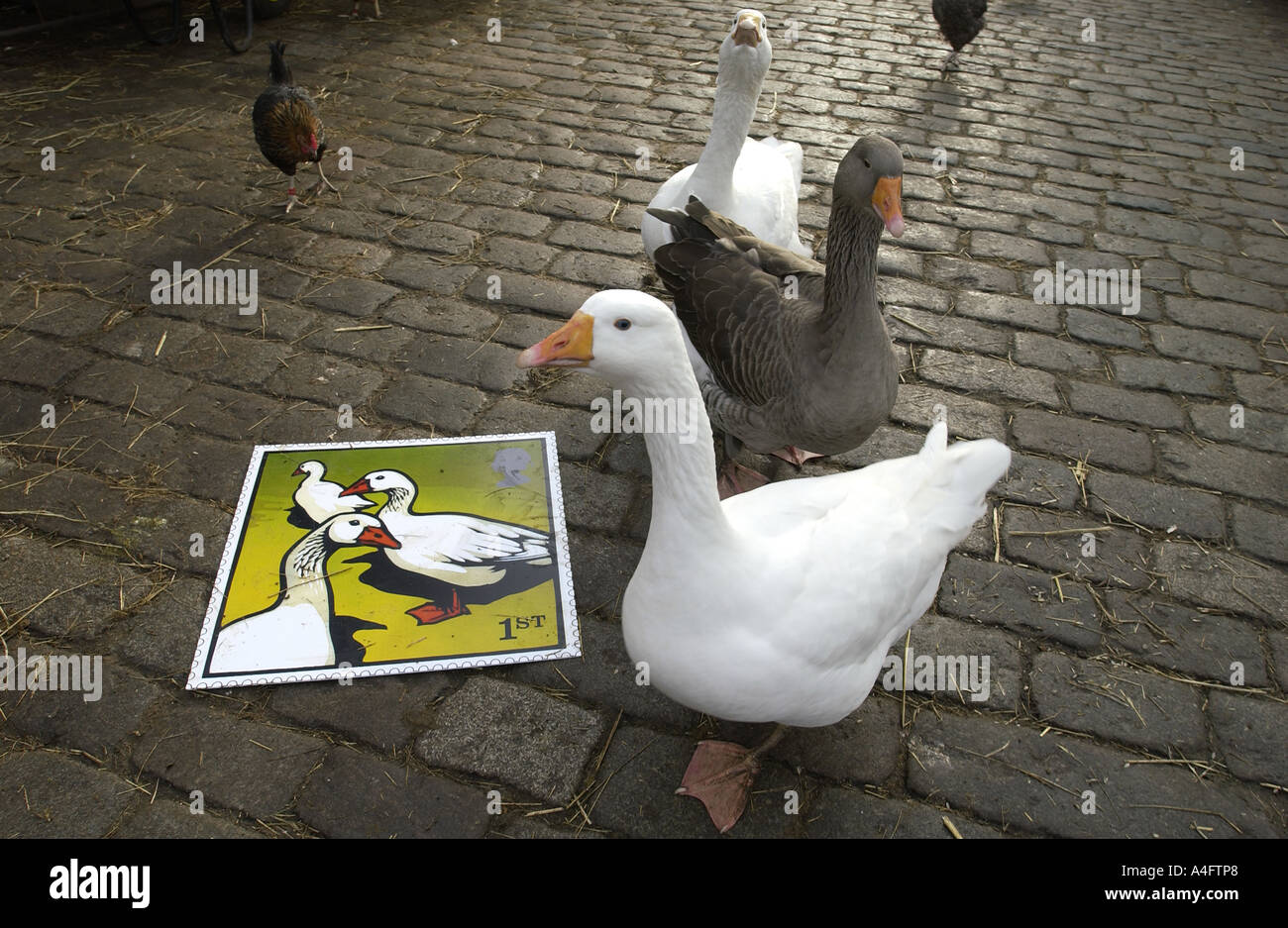 Geese in cobbled farmyard of Hackney City Farm London admire the Royal Mail latest stamp issue Stock Photo