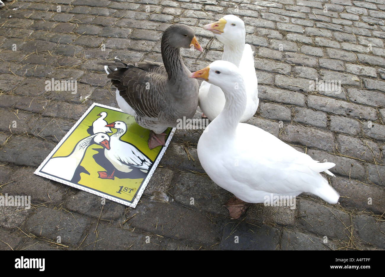 Geese in cobbled farmyard of Hackney City Farm London admire the Royal Mail s latest stamp issue Stock Photo
