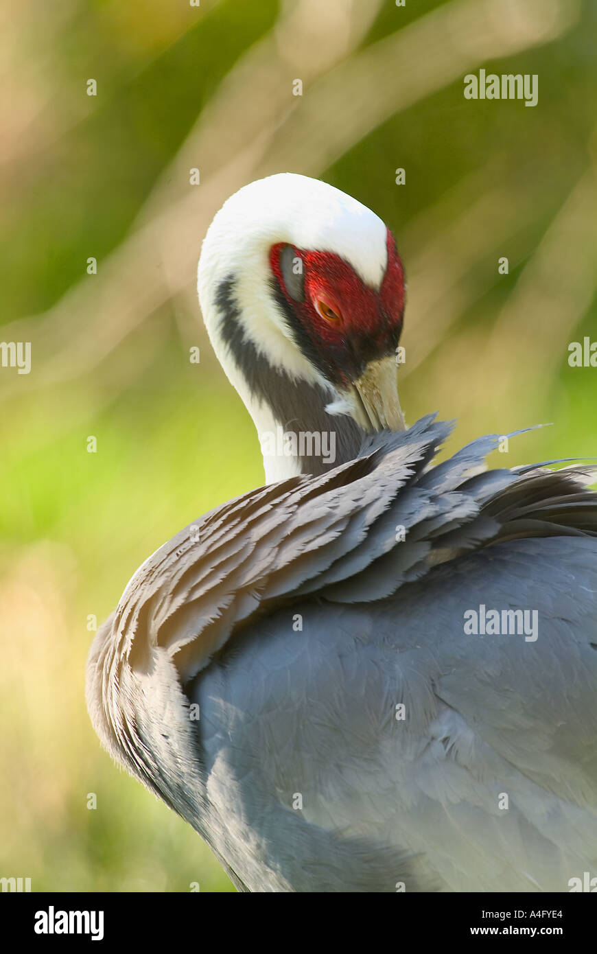 White naped Crane Grus vipio Stock Photo - Alamy