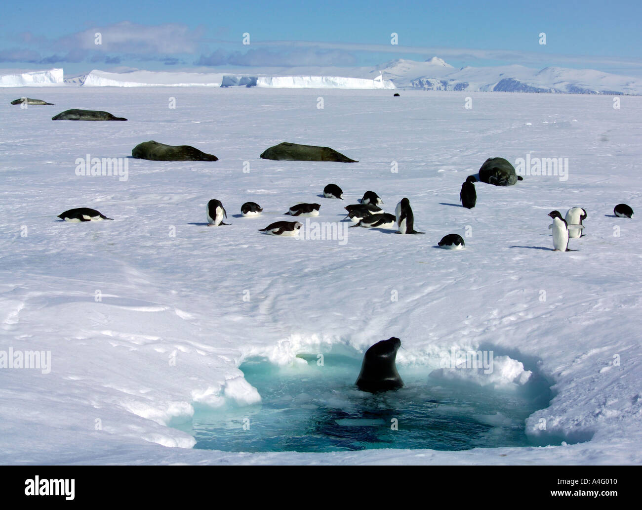 Weddell seals adelie penguins at ice hole Antarctica 5 1 04 Stock Photo