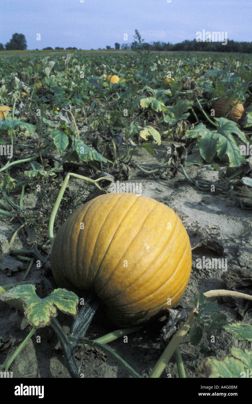 Pumpkins Ready for Harvest Ontario Farm Stock Photo - Alamy