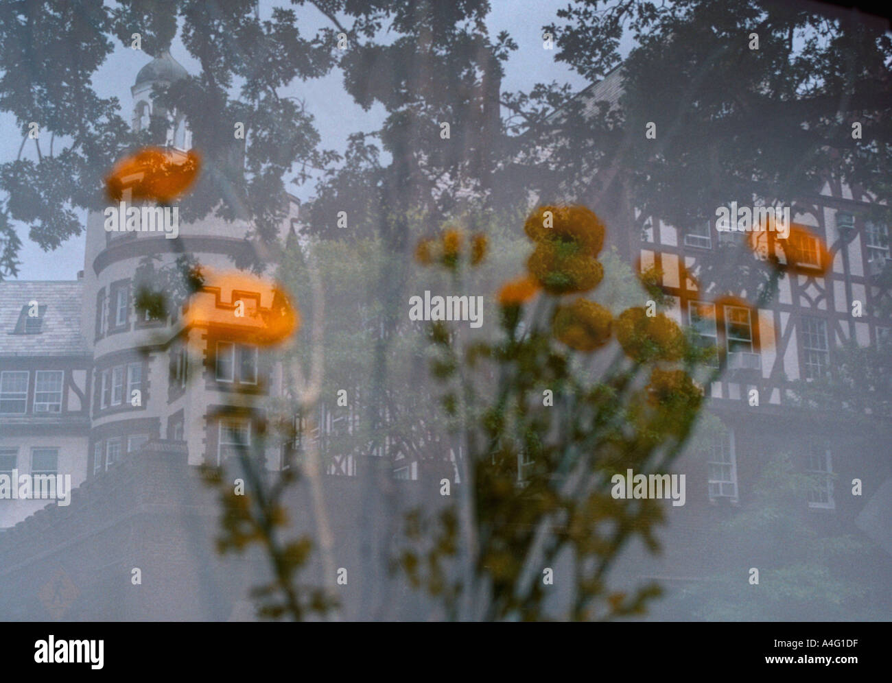 flowers scarsdale new york usa Stock Photo Alamy