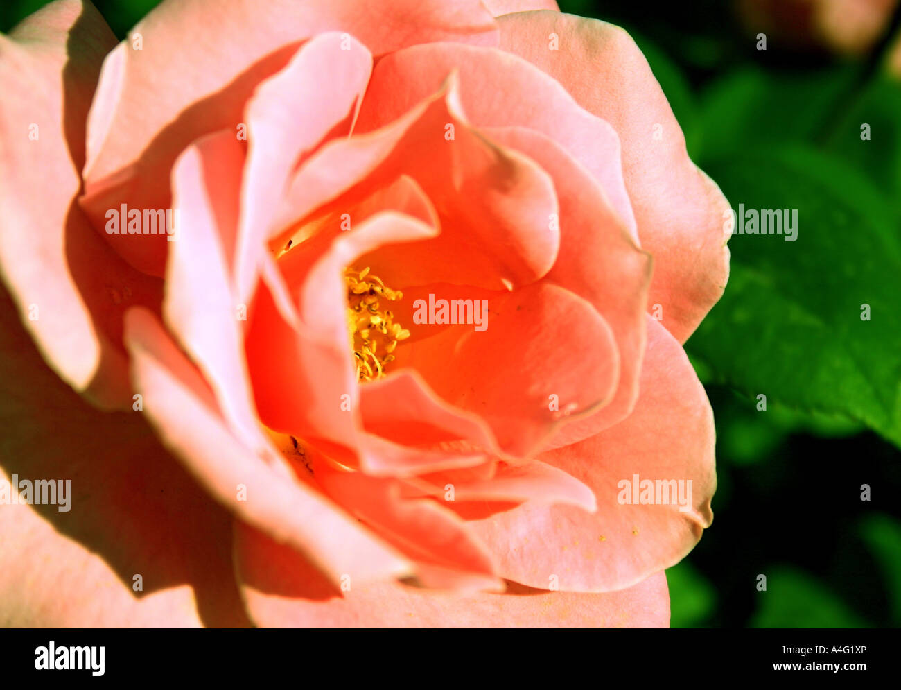 Close image of a pink rose and its petals with green leaves Stock Photo ...