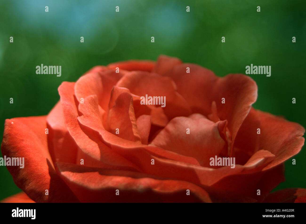 Close up image of a pink rose on a green background Stock Photo - Alamy