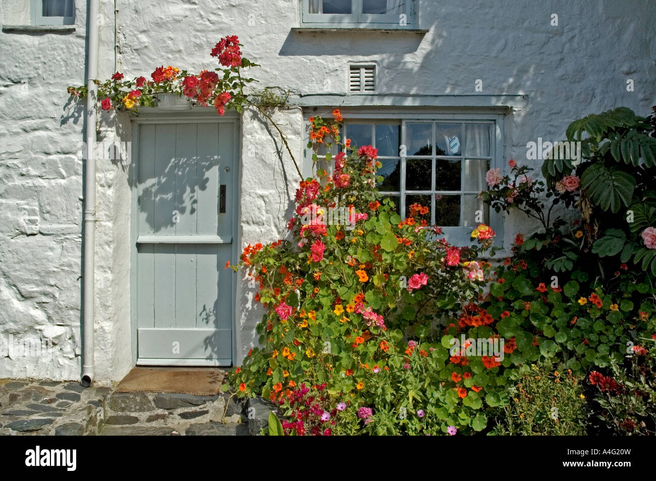a rose covered cottage in the little fishing village of cadgwith in cornwall,england Stock Photo