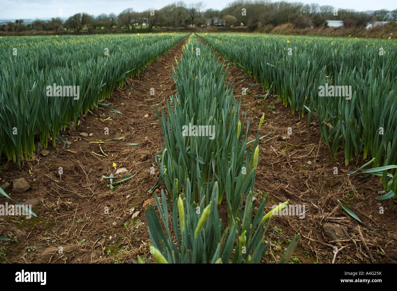 a daffodil field in west cornwall,england showing daffodils ready for picking Stock Photo