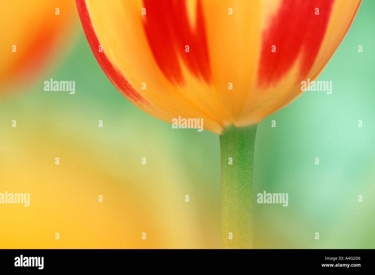 Tulpe liliaceae tulip hi-res stock photography and images - Alamy