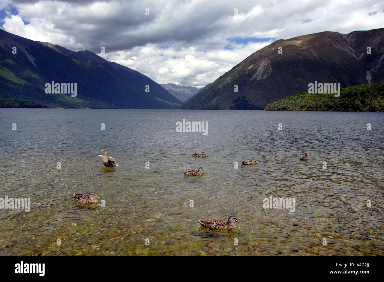 Lake Rotoiti in Nelson Lakes National Park New Zealand Stock Photo
