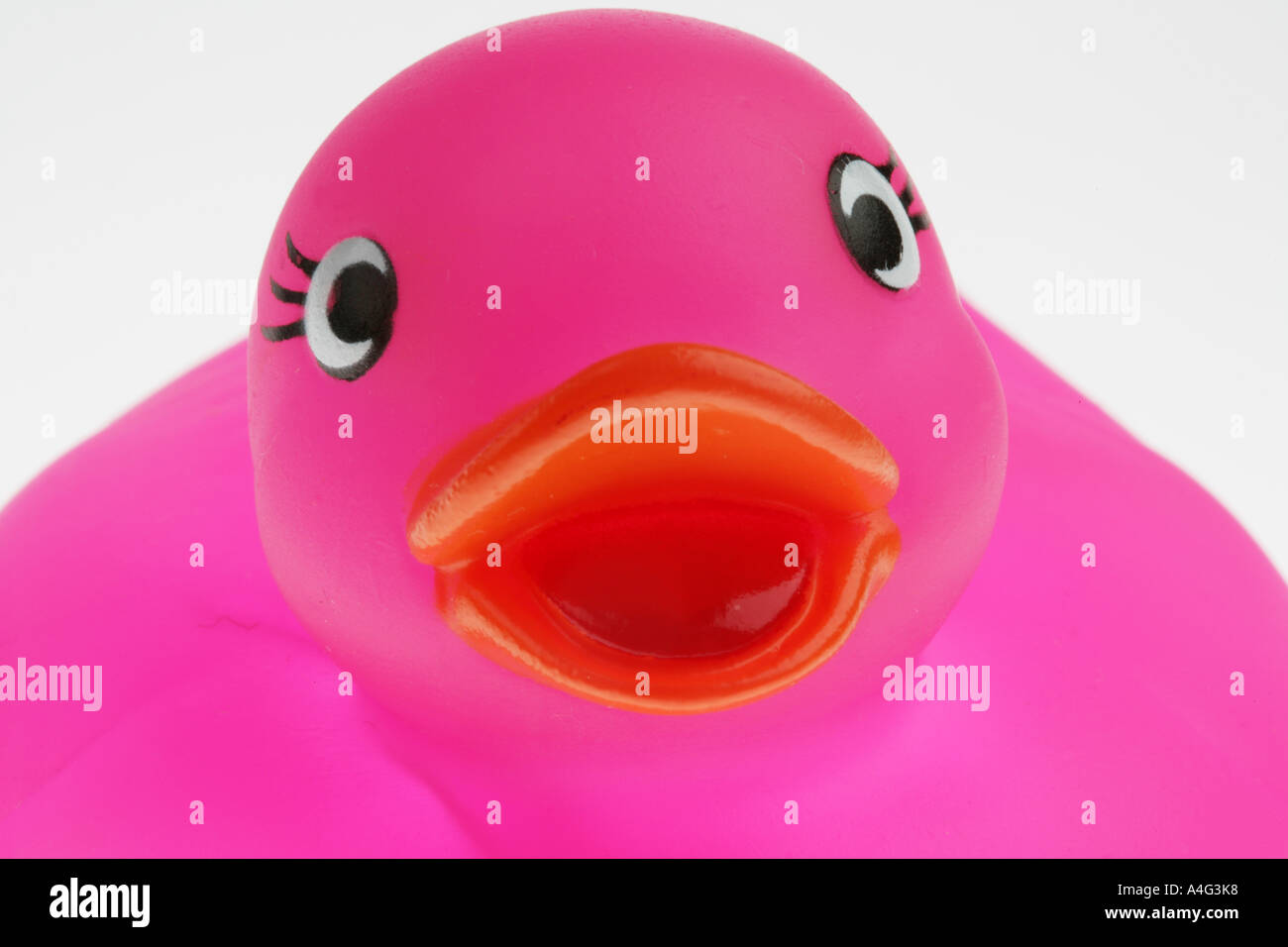DEU Germany Rubber duck Stock Photo Alamy