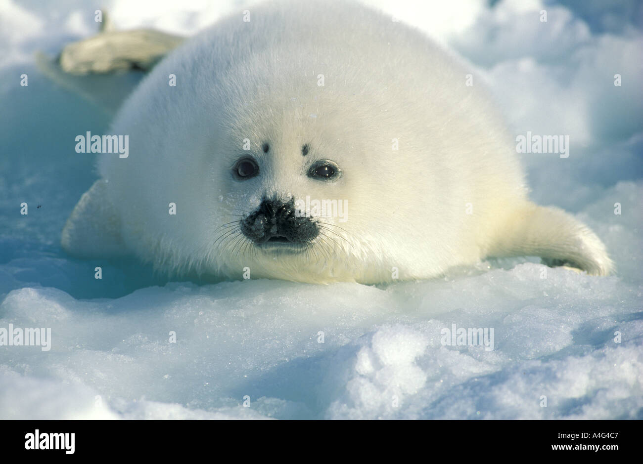 young harp seal or whitecoat Pagophilus groenlandicus Ile de la Madeleine Quebec Stock Photo
