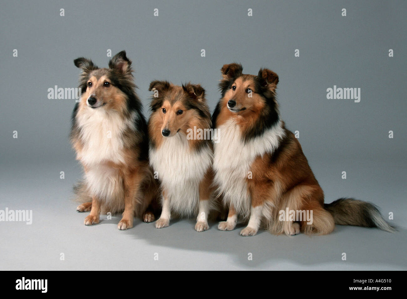 Shetland Sheepdogs Shelties mammals animals domestic dog pet Studio indoor cut out object sitting adult group three Stock Photo