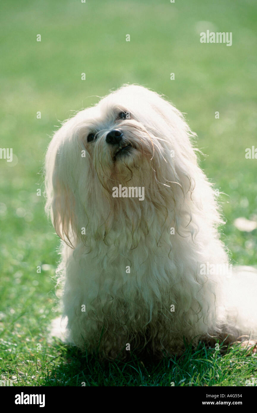 https://c8.alamy.com/comp/A4G554/maltese-malteser-mammals-animals-domestic-dog-pet-outdoor-frontal-A4G554.jpg