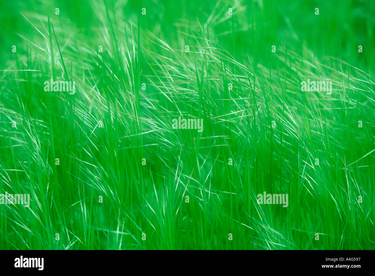 Grass Bluehende Graeser green spring double exposure Background Stock Photo