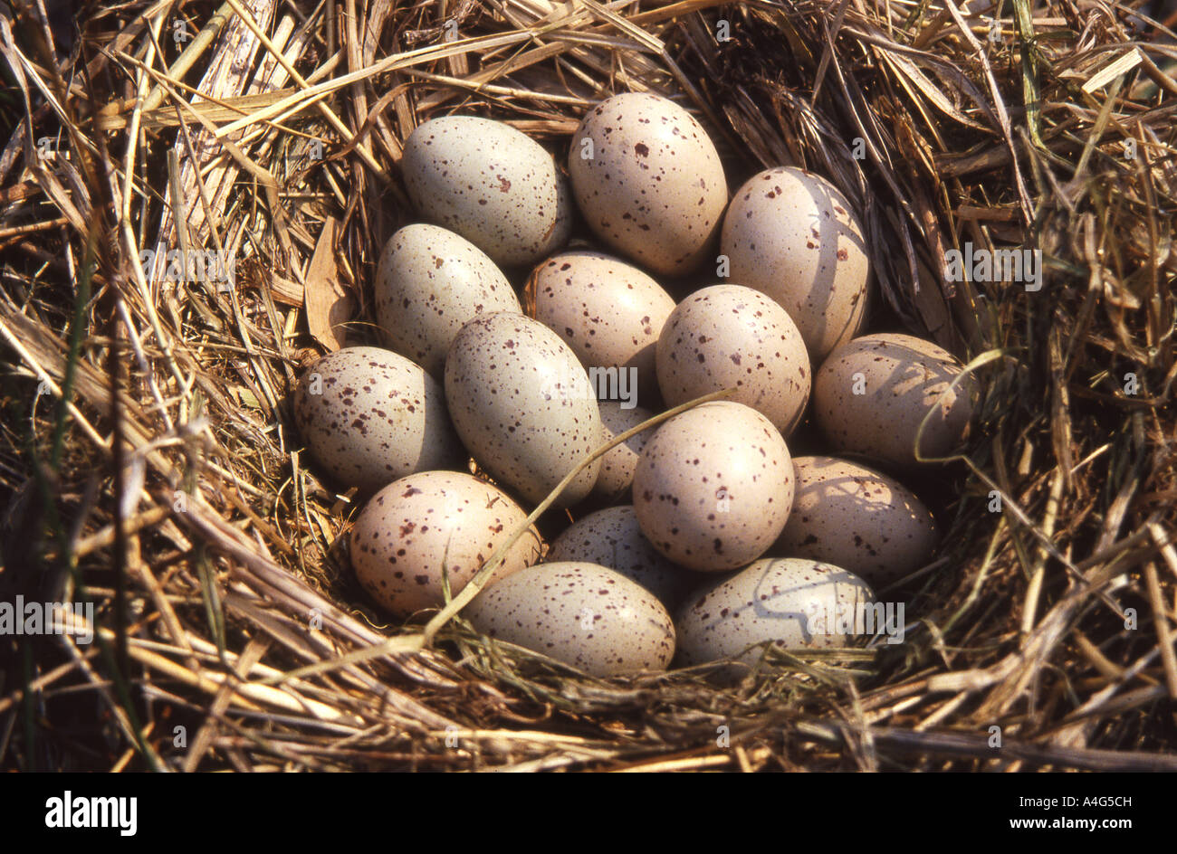 Moorhen eggs hires stock photography and images Alamy