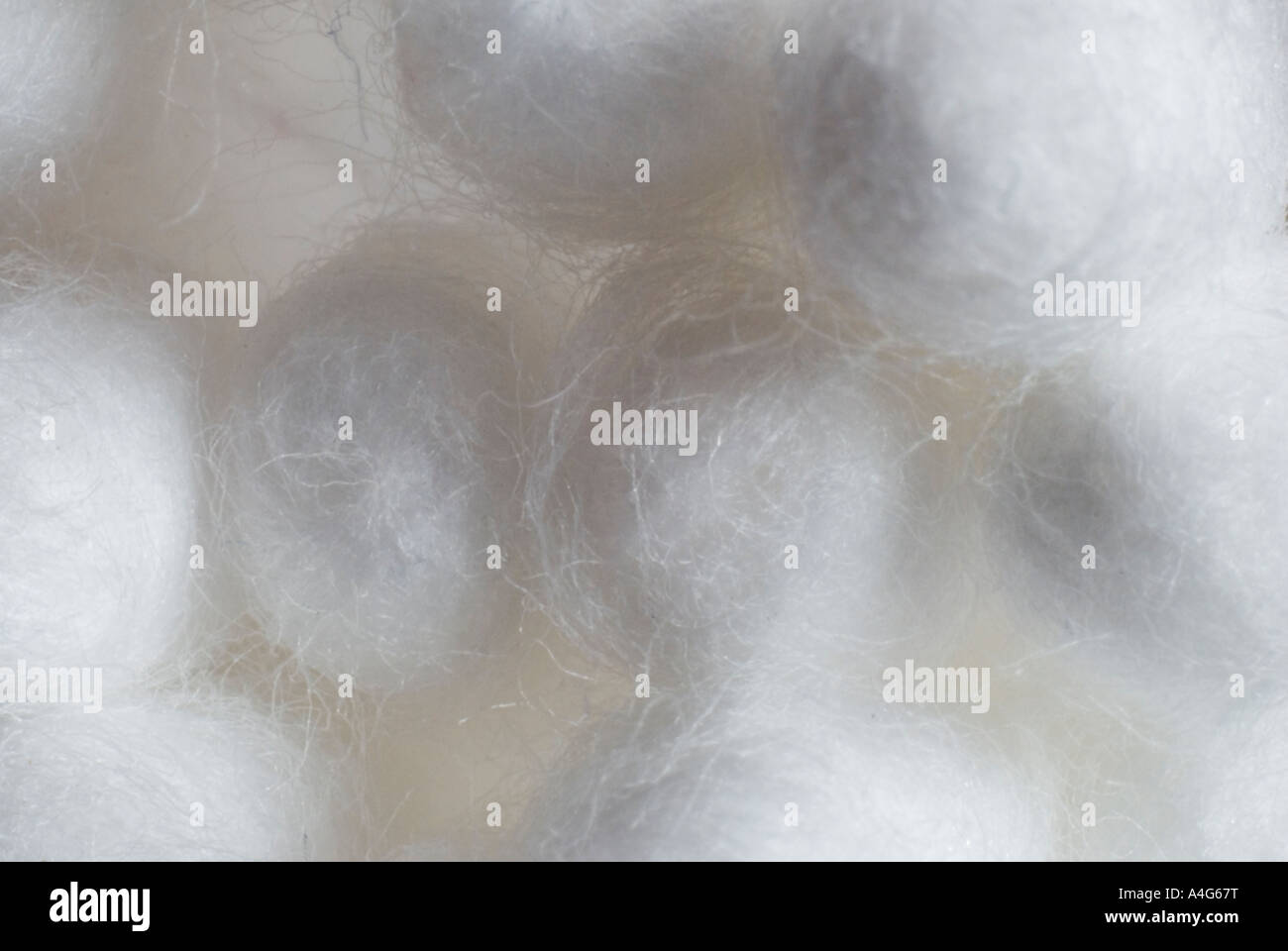 Close up of cotton wool swabs Stock Photo Alamy