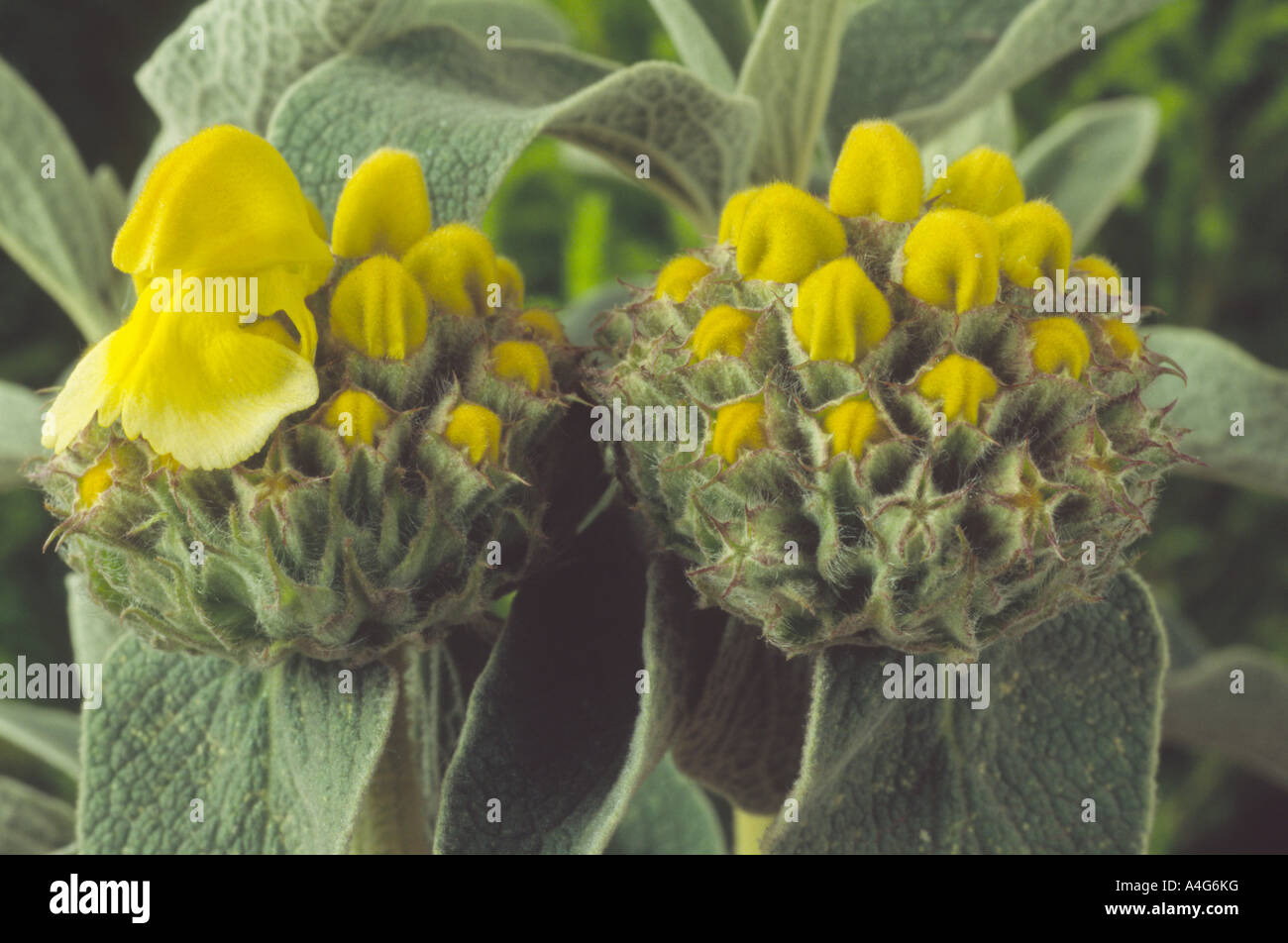 Phlomis fruticosa AGM (Jerusalem sage.) Close up of two whorls of yellow flowers and buds. Stock Photo