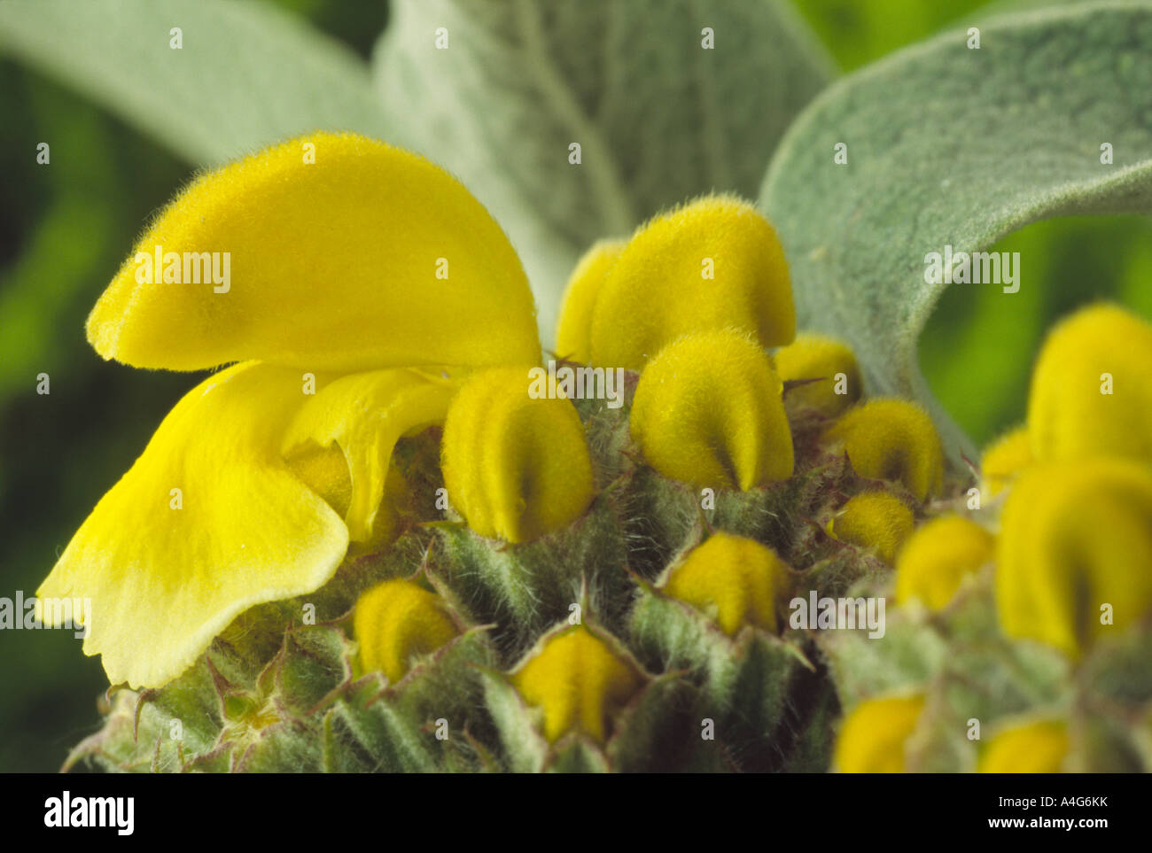 Phlomis fruticosa AGM (Jerusalem sage.) Close up of whorl of yellow flowers and buds. Stock Photo