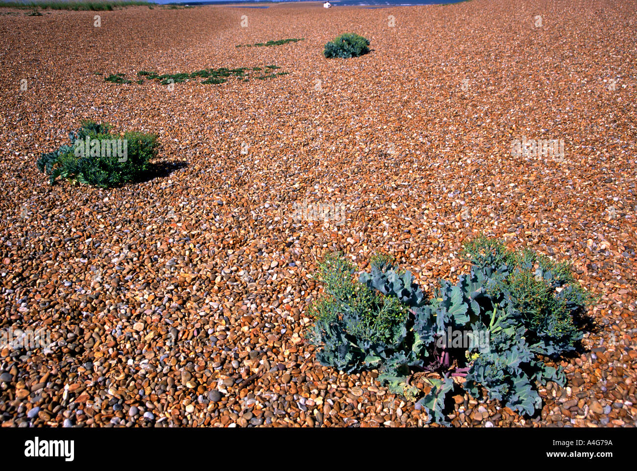 Sea Kale Shingle Street Suffolk coast England Stock Photo - Alamy