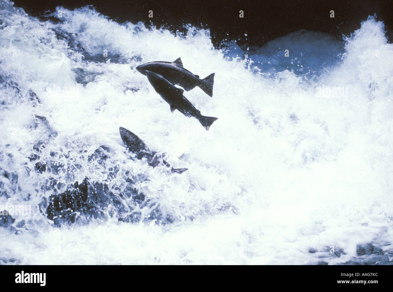 Salmon Swimming Upstream Stock Photo Alamy