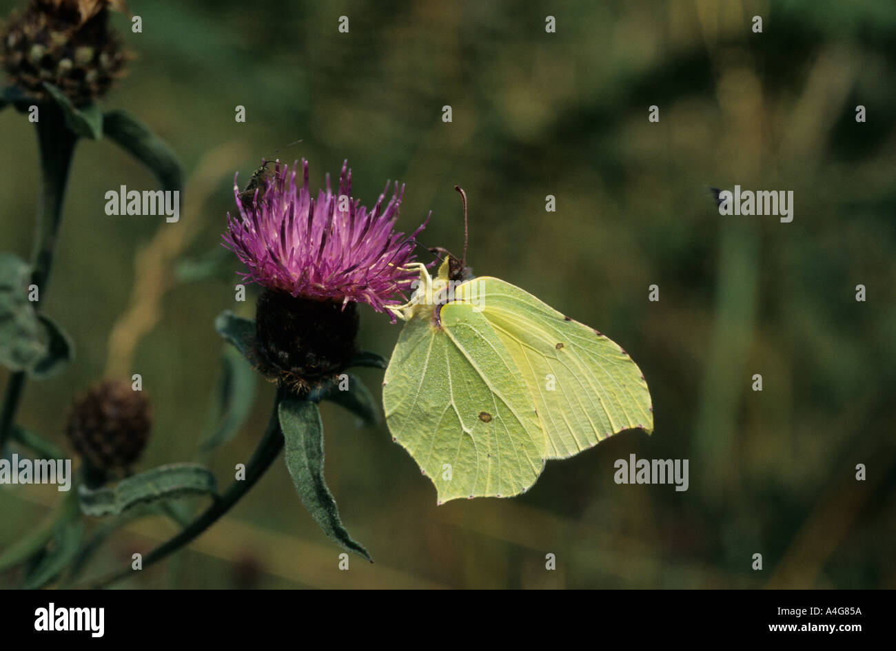 Brimstone butterfly feeding on knapweed Stock Photo