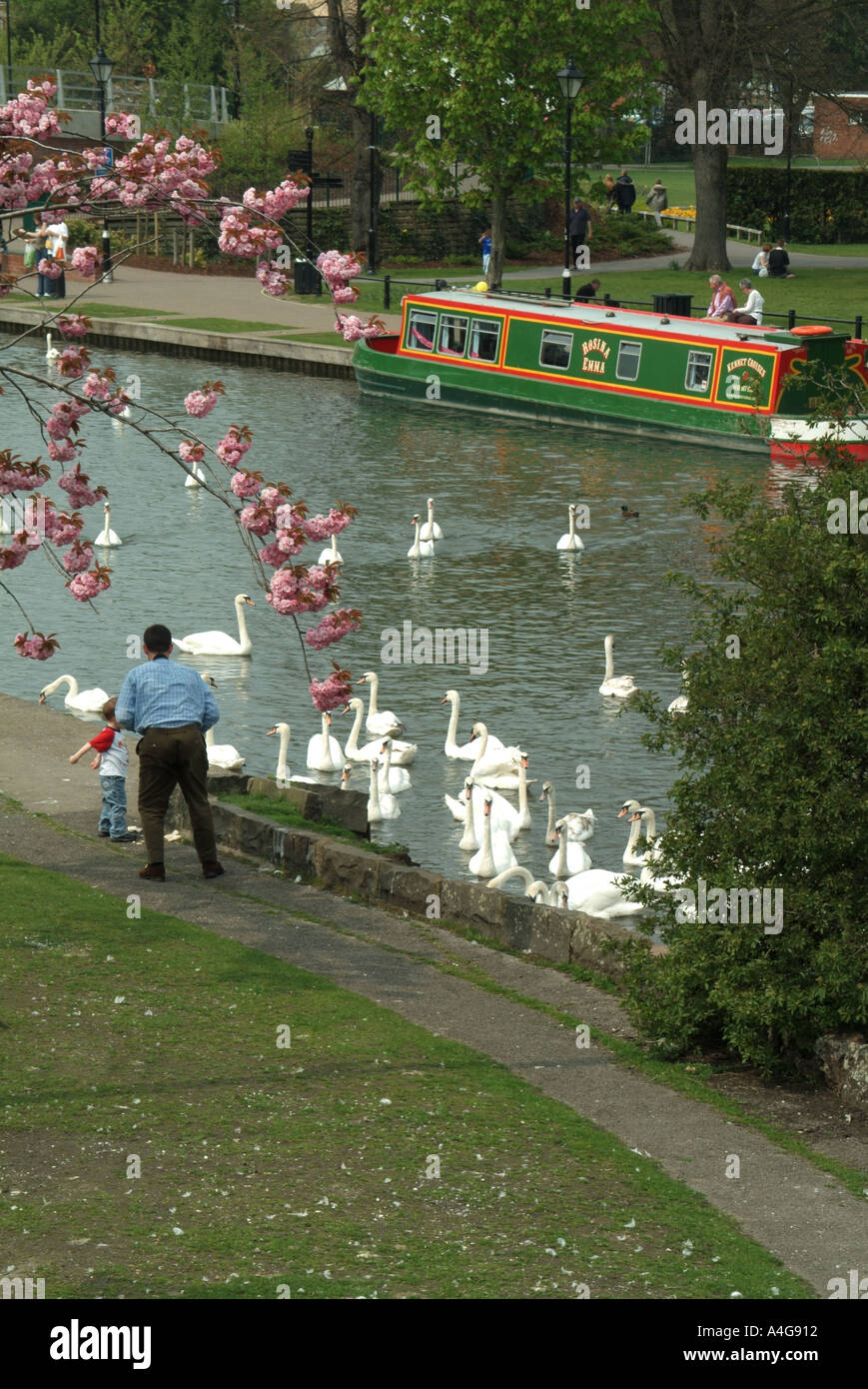 Kennet and Avon canal waterway springtime tree blossom father & son on towpath feeding group of swans narrowboat opposite Newbury Berkshire England UK Stock Photo