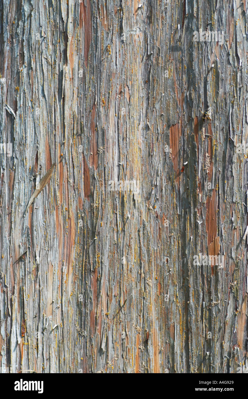 Bark of Chamaecyparis nootkatensis tree Stock Photo