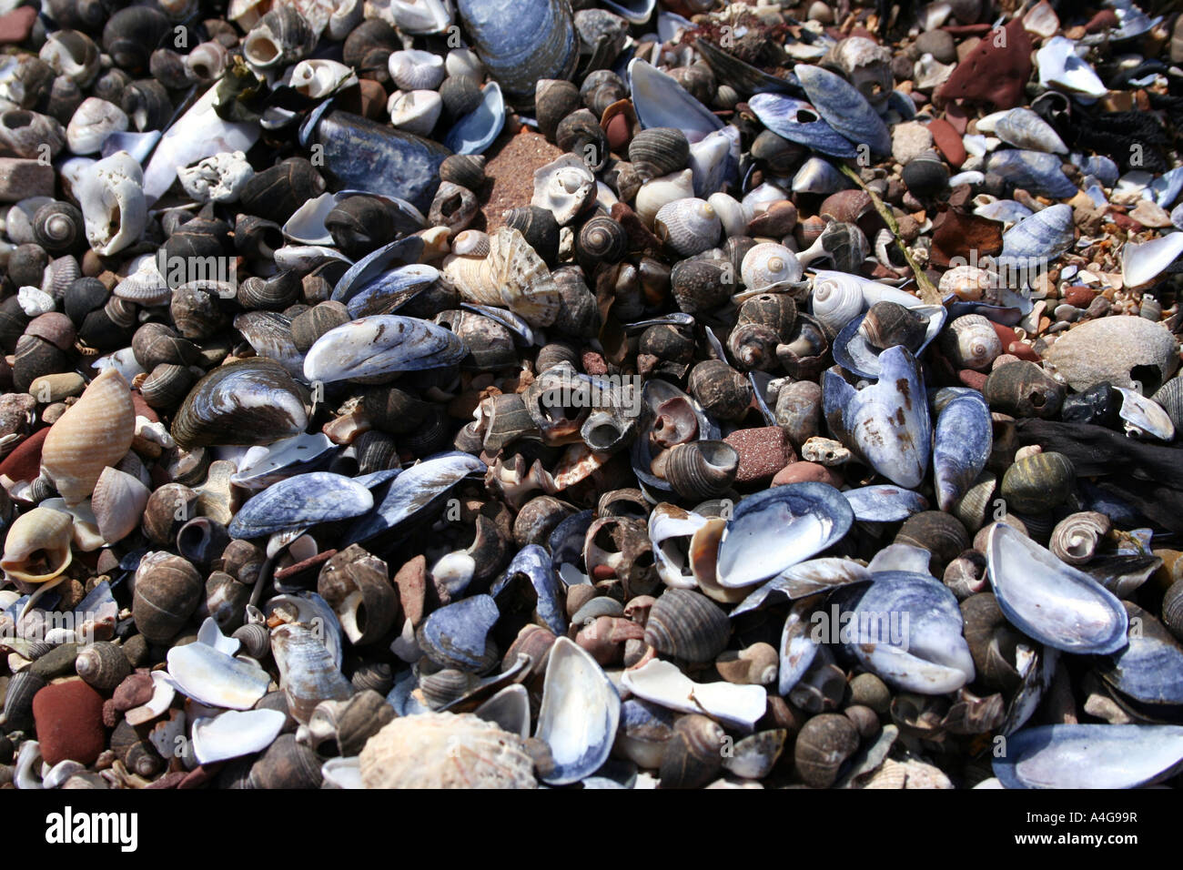 Colourful dead shells and pebbles at sashore, detail Stock Photo - Alamy