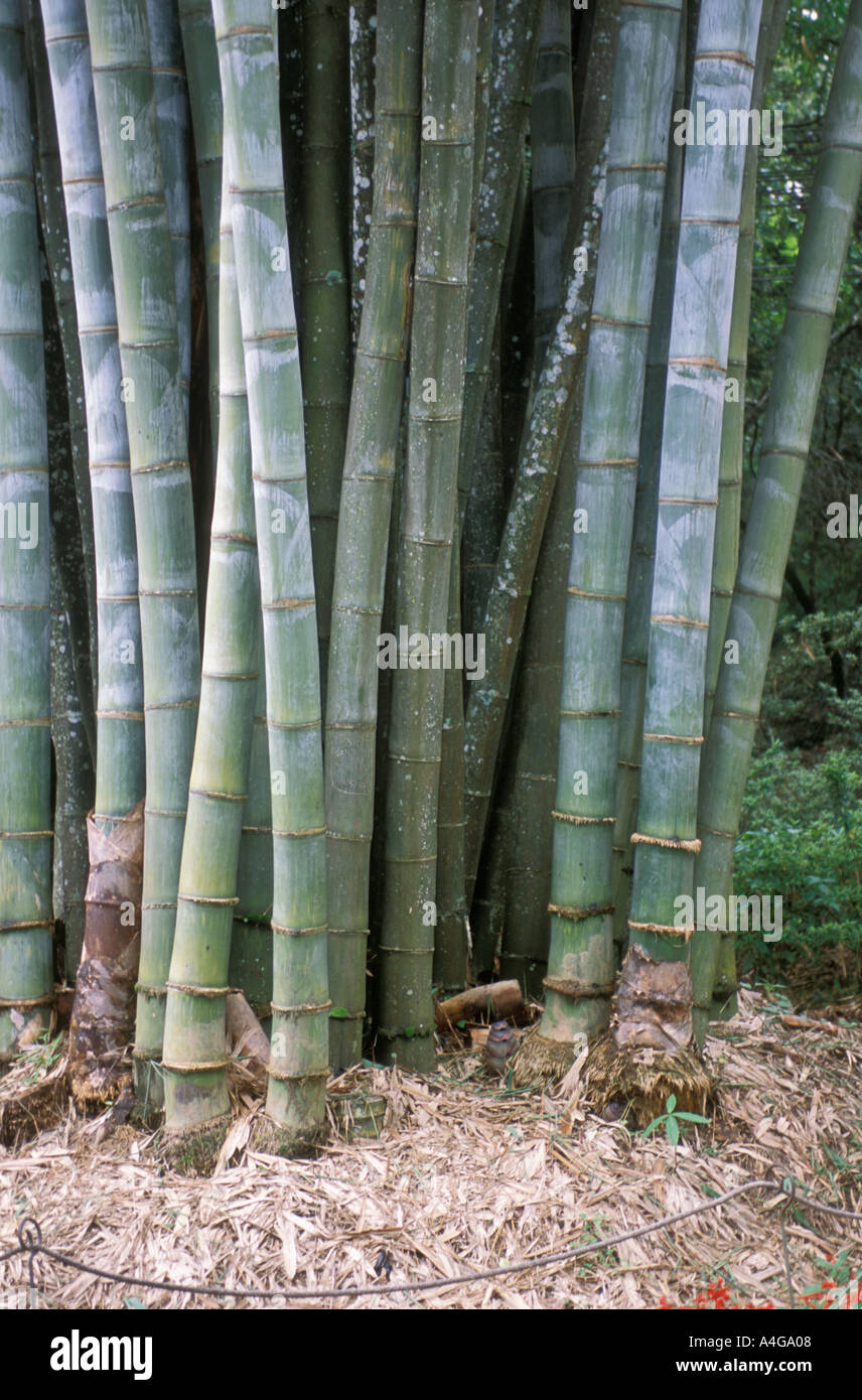 Giant Bamboo Thailand Stock Photo