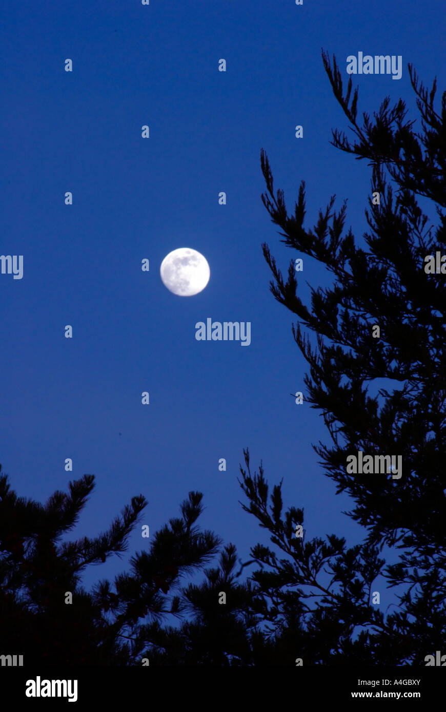 Full moon in the sky at night Stock Photo - Alamy