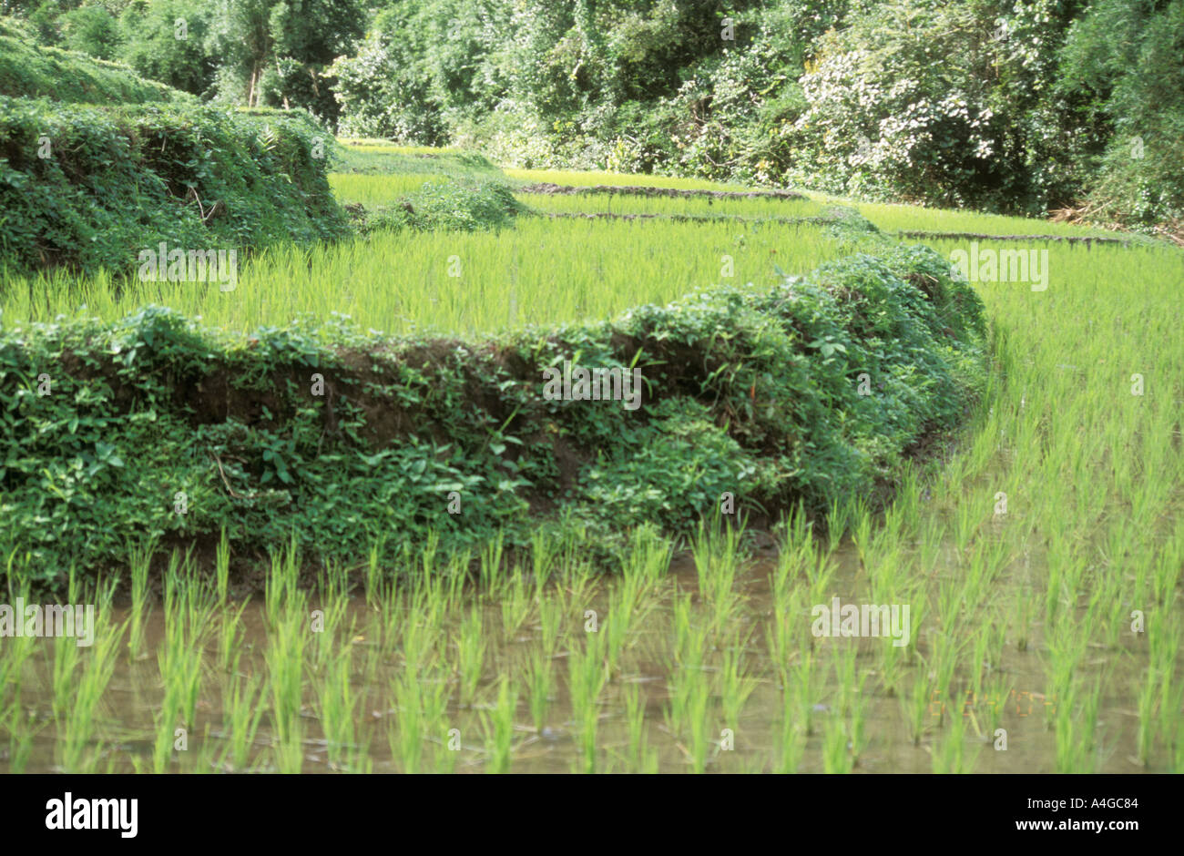 Rice paddies northern chiang hi-res stock photography and images - Alamy