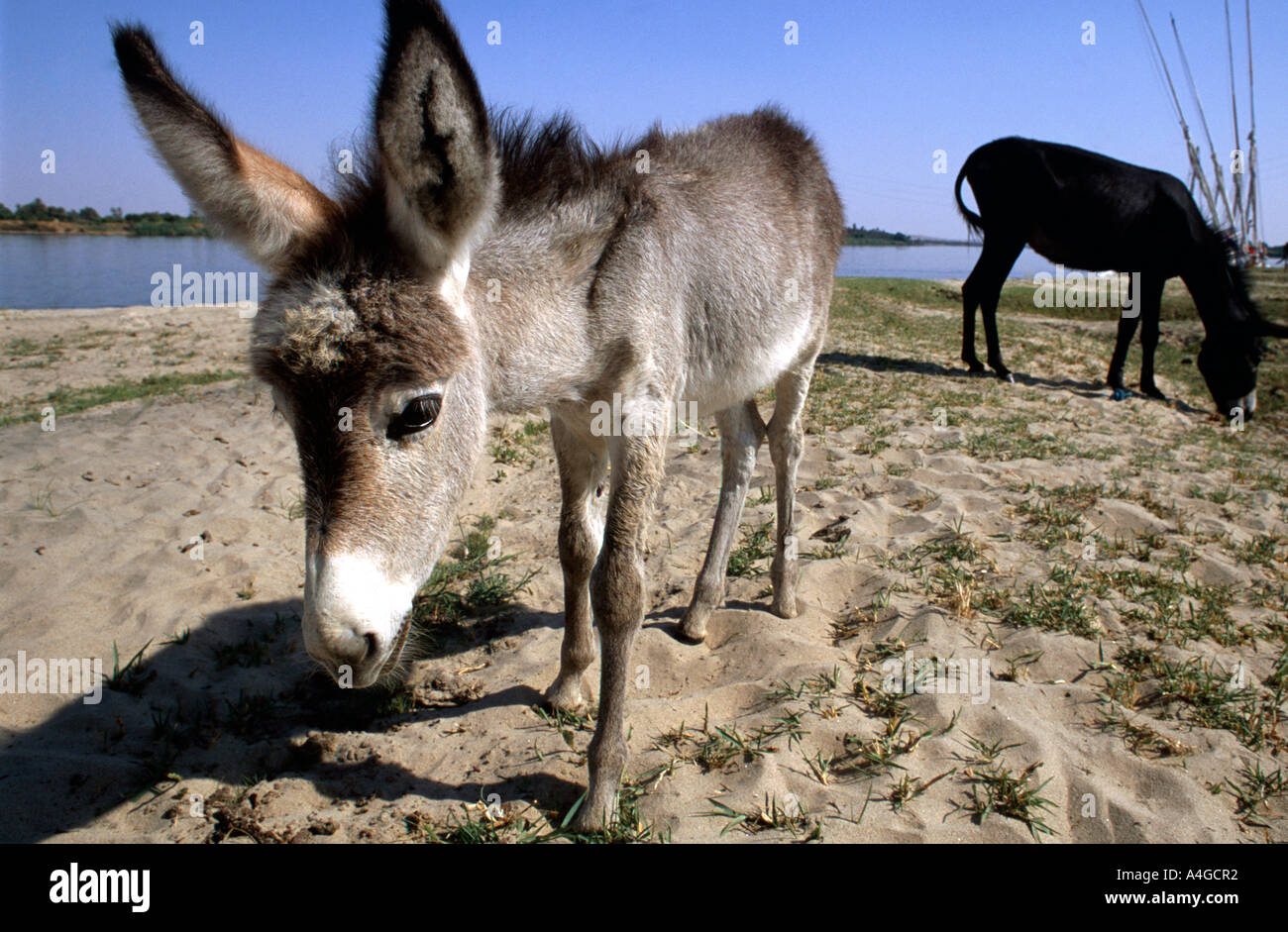 Stray donkeys along the Nile Egypt Stock Photo - Alamy
