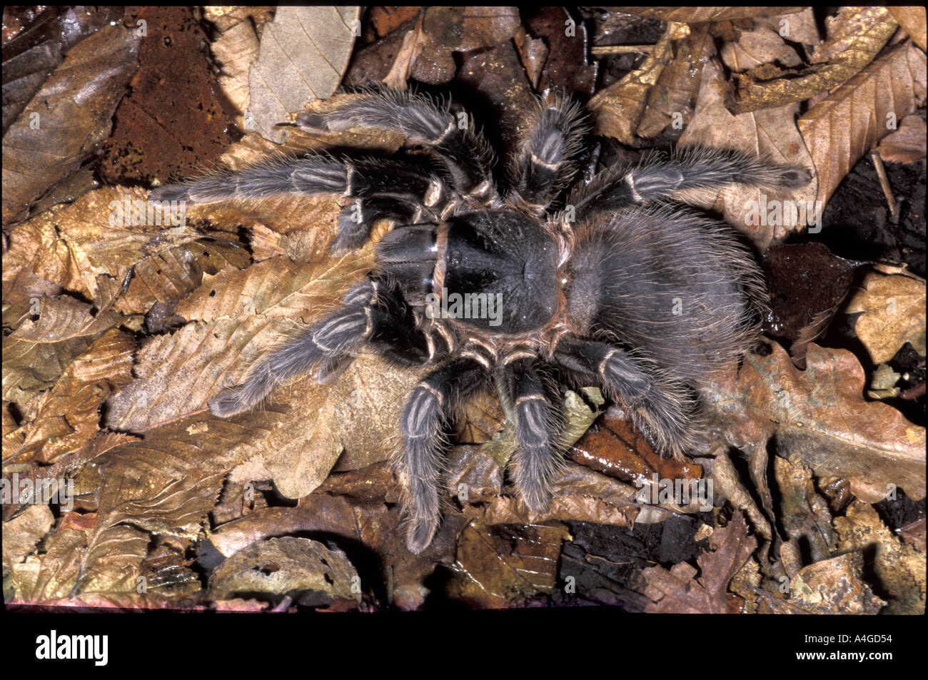 Mygale High Resolution Stock Photography And Images Alamy