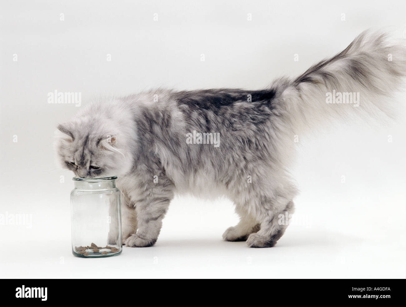 MAMMAL CAT Persian Stock Photo - Alamy