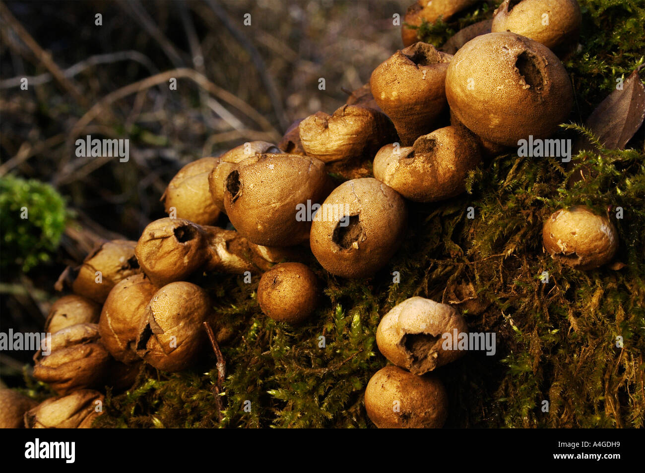 Puffballs growing on a tree Stock Photo