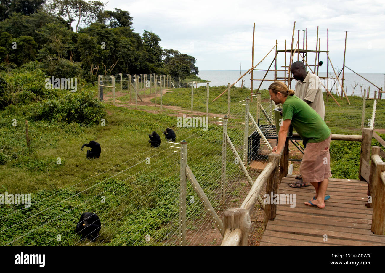 Chimpanzees in Ngamba Island Stock Photo