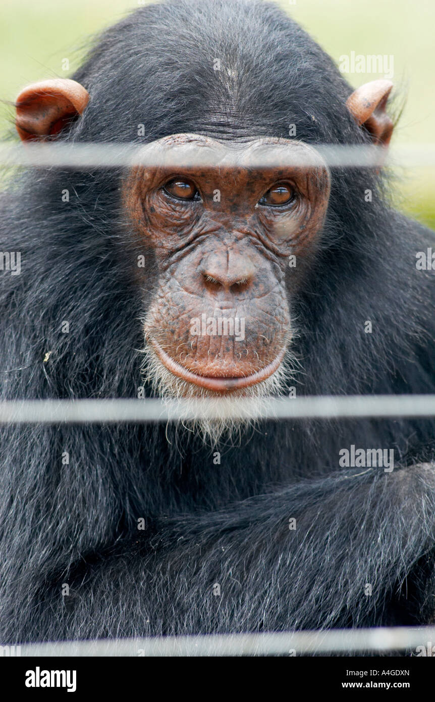 A chimpanzee behind bars Stock Photo