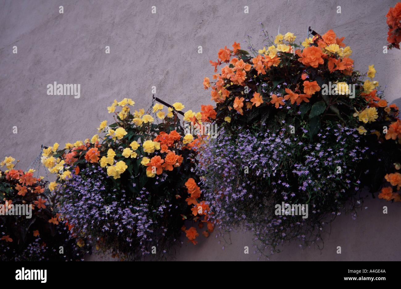 Hanging basket with orange and yellow marigold flowers on a white wall