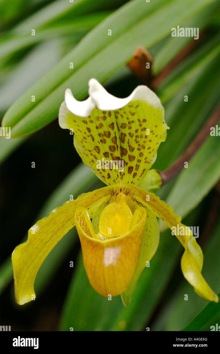 lady s slipper orchid Stock Photo