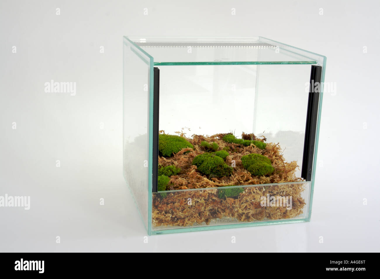 Opsommen Beschrijving sociaal Terrarium empty hi-res stock photography and images - Alamy