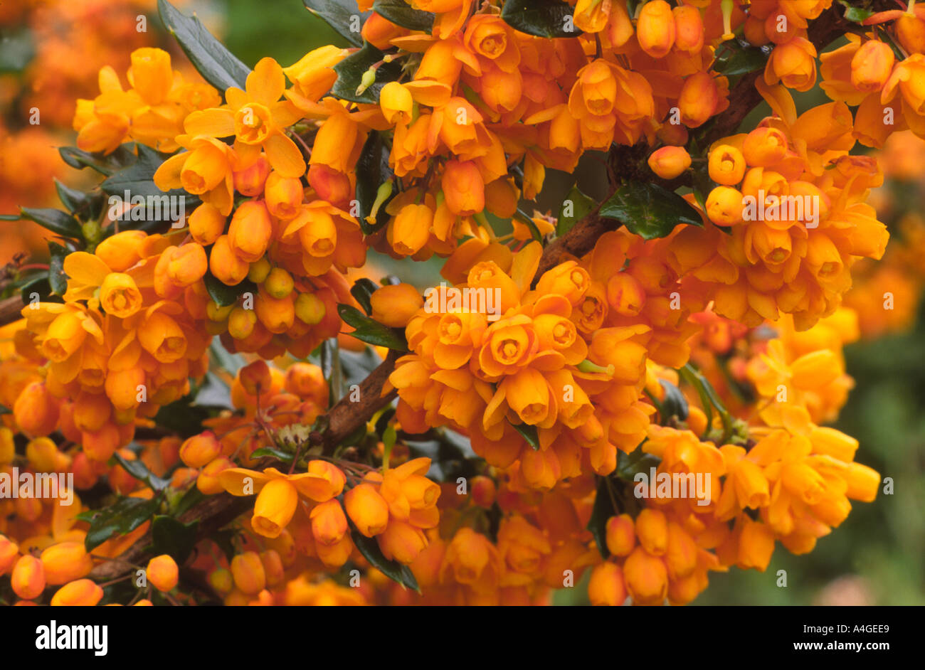 Berberis x lologensis 'Apricot Queen' orange flowers Spring garden Stock Photo
